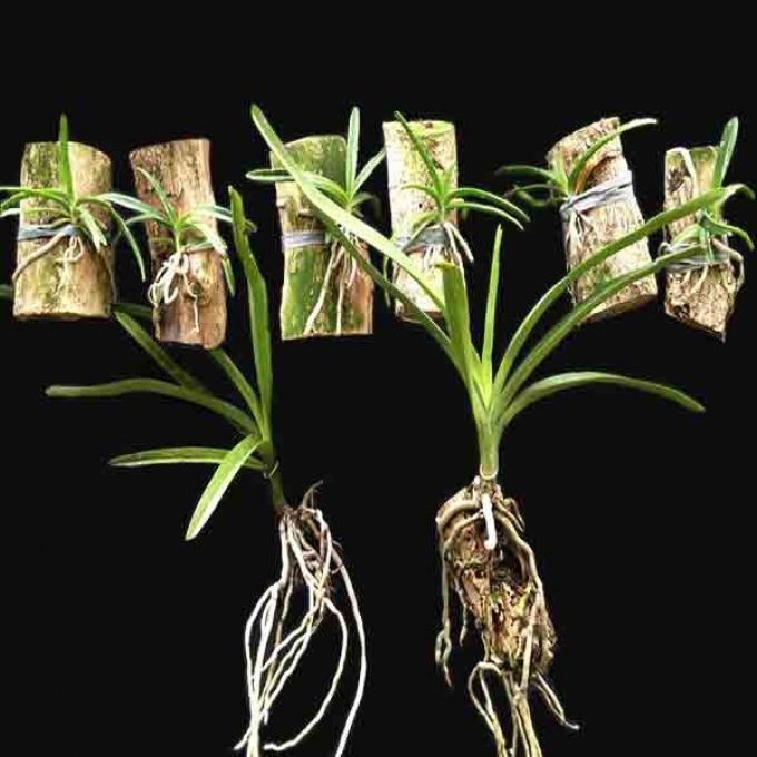 Kaip auginti orchidėjas?
